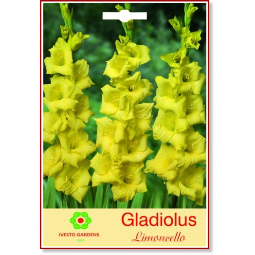    - Gladiolus Limoncello -   3  - 