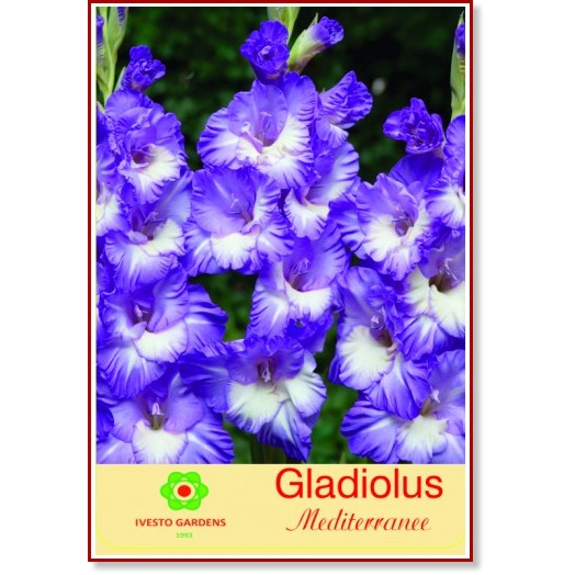    - Gladiolus Mediterranee -   3  - 